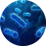 Akkermansia-muciniphila