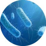 Clstridiodides difficile